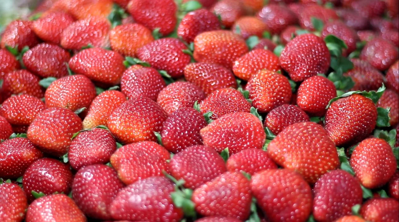 Festa do Morango reúne a fruta mais desejada do inverno em dezenas de sabores