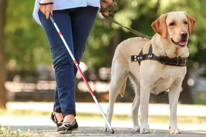 Dia de São Francisco de Assis  André Naves defende maior conscientização sobre o papel de cães-guia e animais de suporte emocional na autonomia de pessoas com deficiência